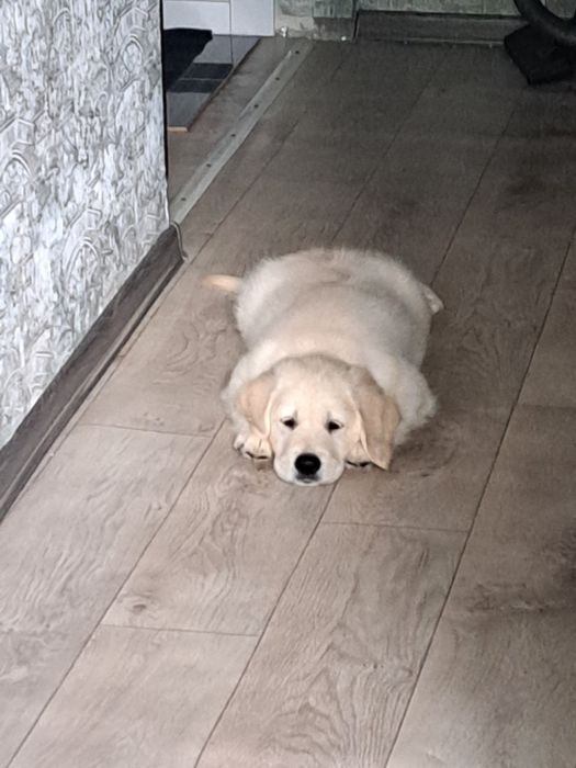 Продам золотистого ретривера.