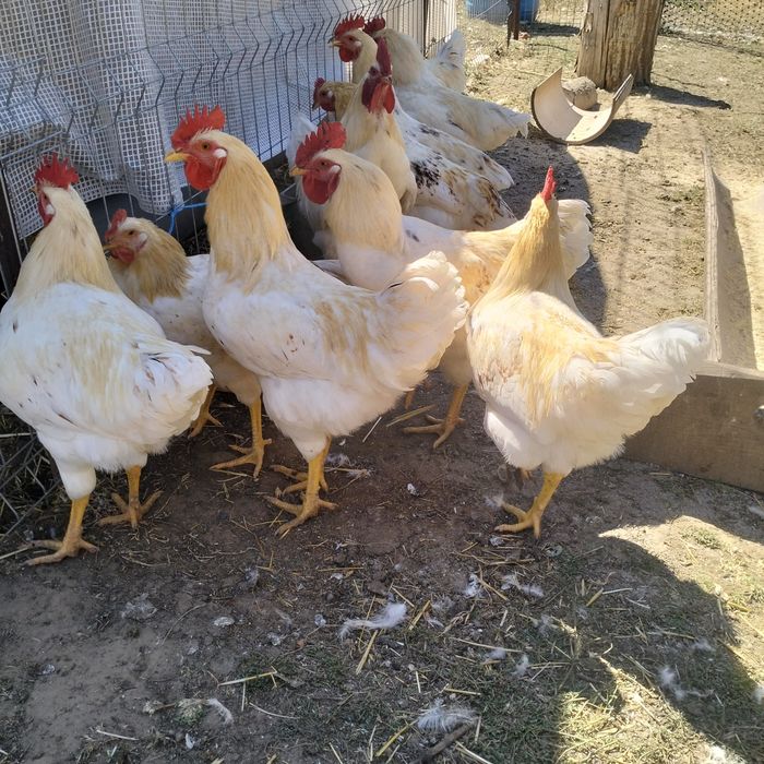 Cocosi de vanzare
