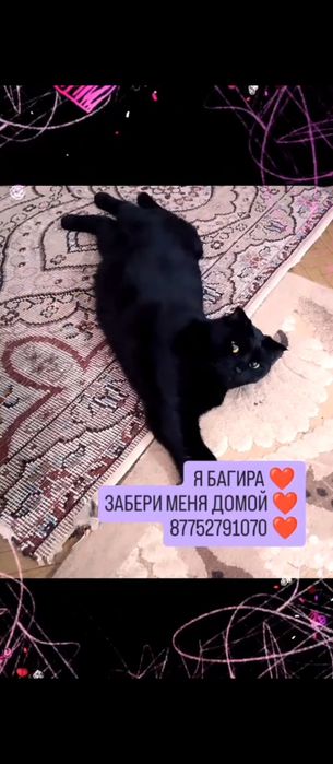 Багира ищет любящий дом