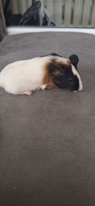 Продам морских свинок