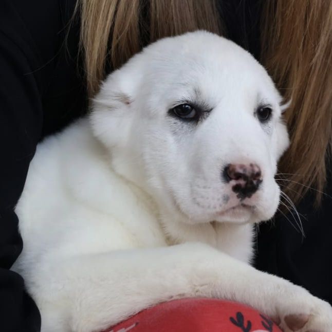 Белоснежные щенки