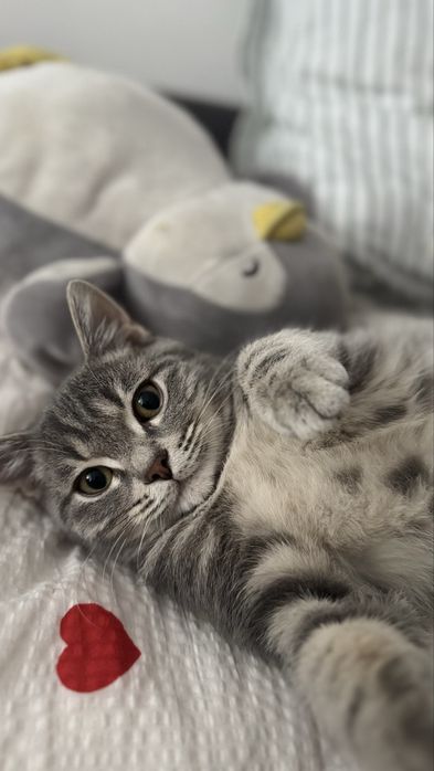 Продам котенка скоттиш