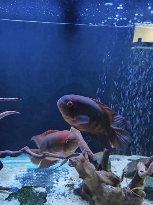 Цихлазома винный бражник