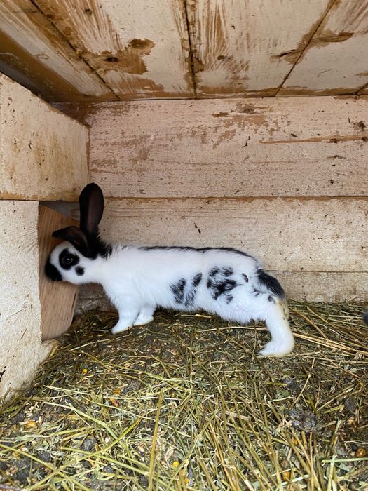 PUI Fluture german din tata cu certificat de origine tatuat