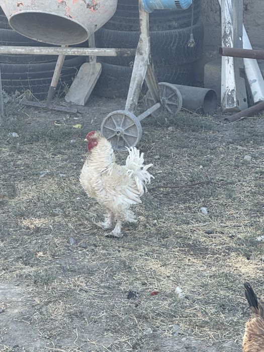 Продам питухов карлики