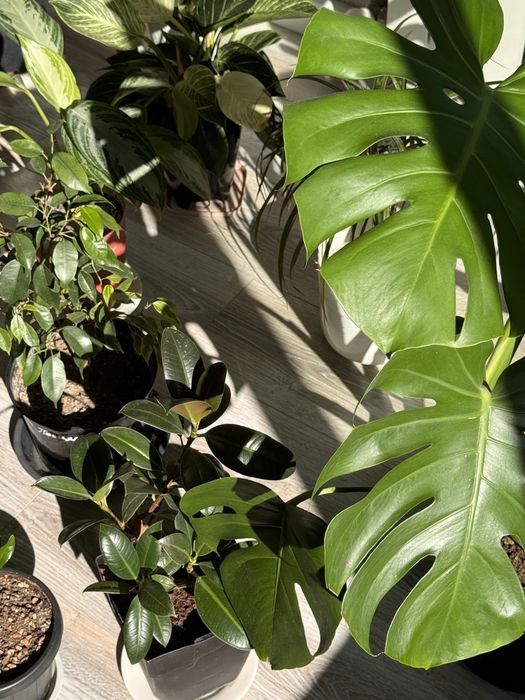 Домашние пересаженные растения