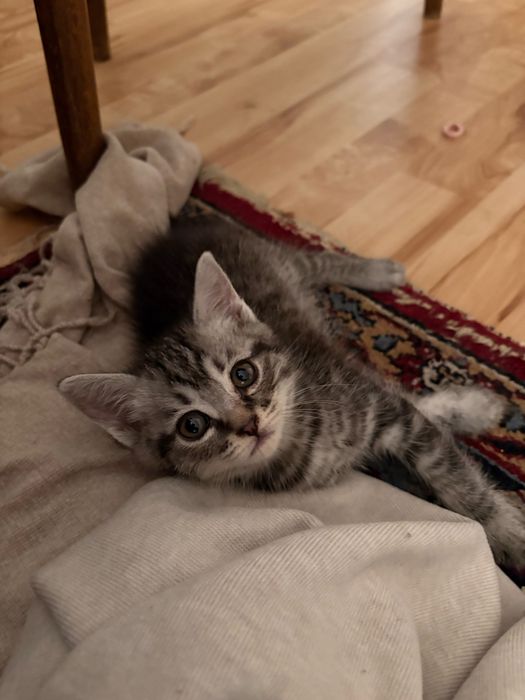 Отдам котят в добрые люди