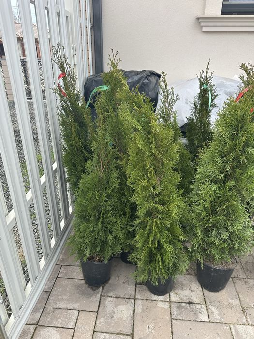 Vand 10 buc tuia smagard