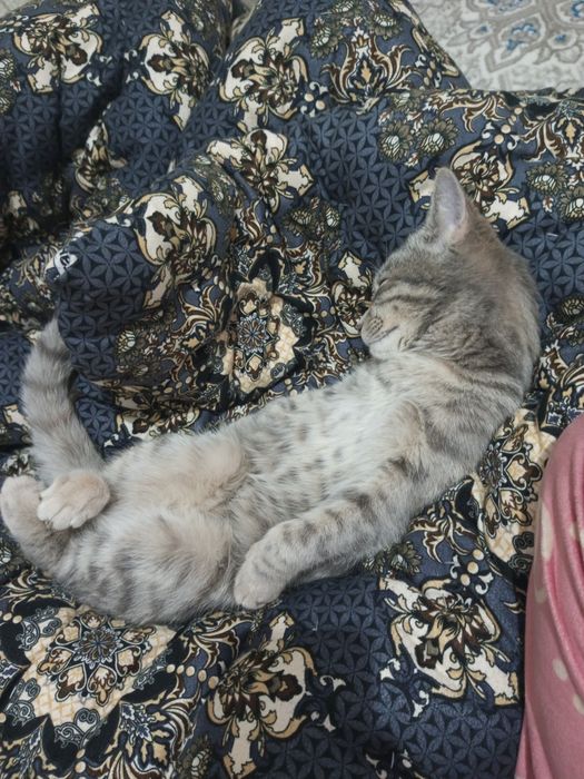 Домашняя красивая кошка