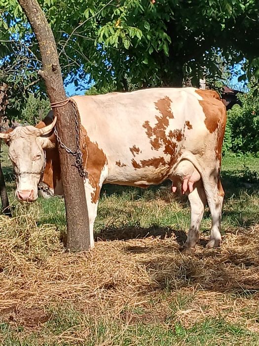 Vând doua vaci cu lapte