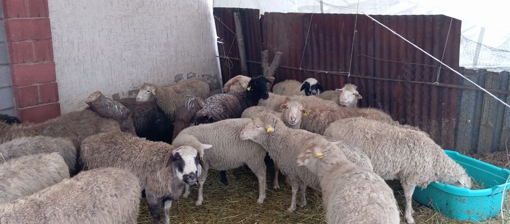 Бараны. котные. 22