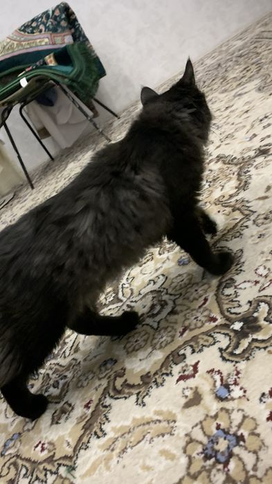 котенок 4-5 месяцев