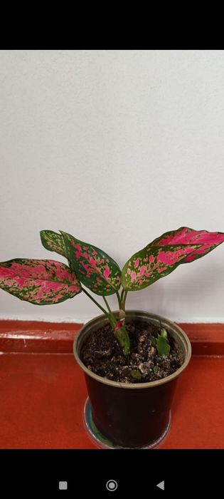 3000 тг ГҮЛДЕР бар