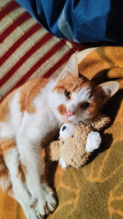 Коте Сами търси дом, осинови го