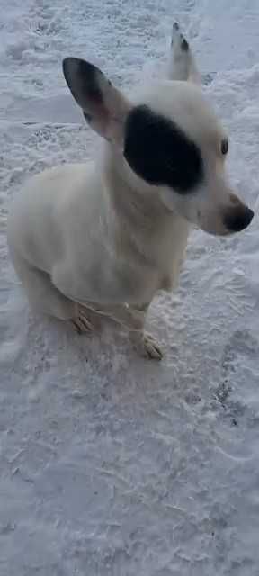 Чей пес? Хозяин, забери!