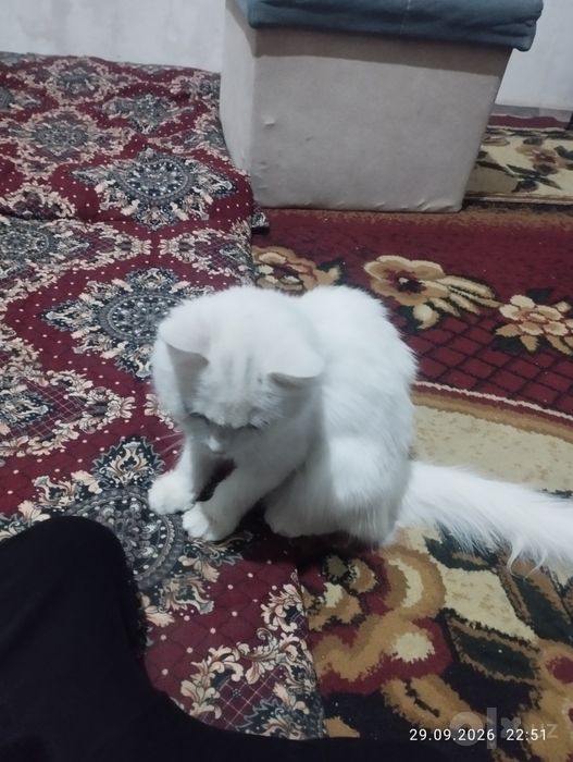Mushuk bolasi tekin