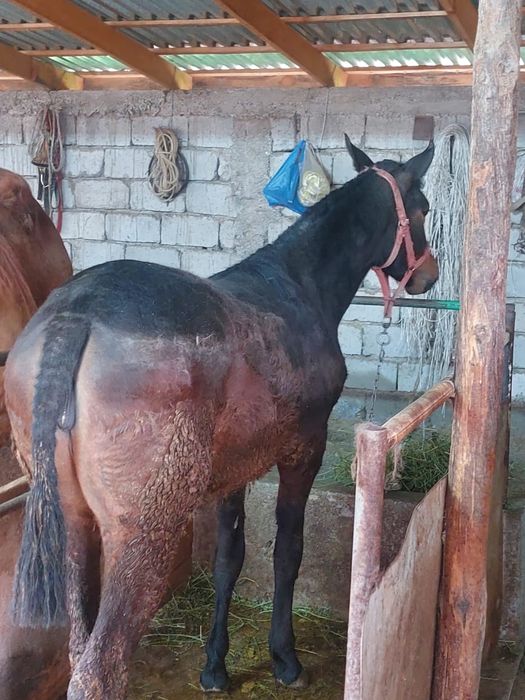 Ұрғашы тай сатылады ,