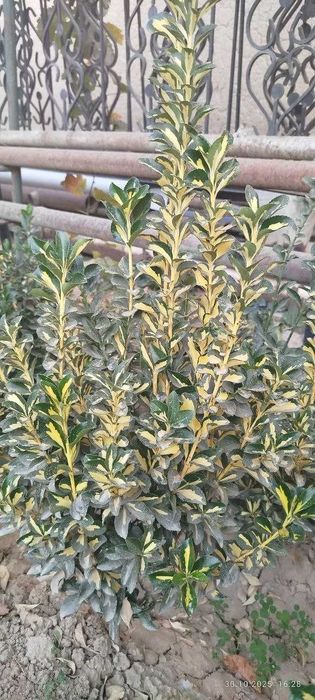 Shamshod bereskilet 
Optom