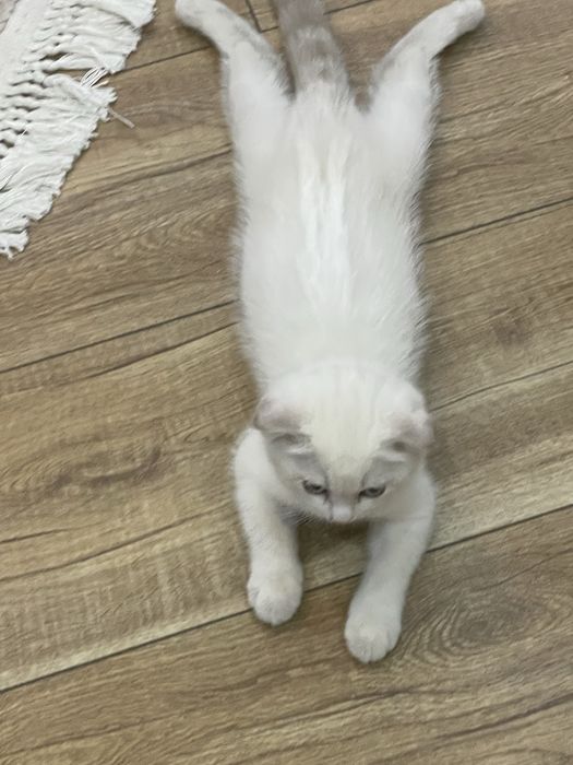 Продаётся Шотландская кошка