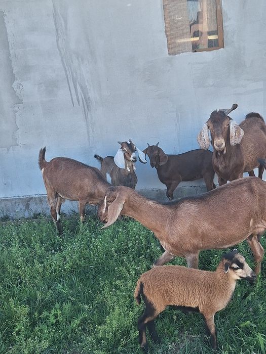 Țap Anglo Nubian de vânzare