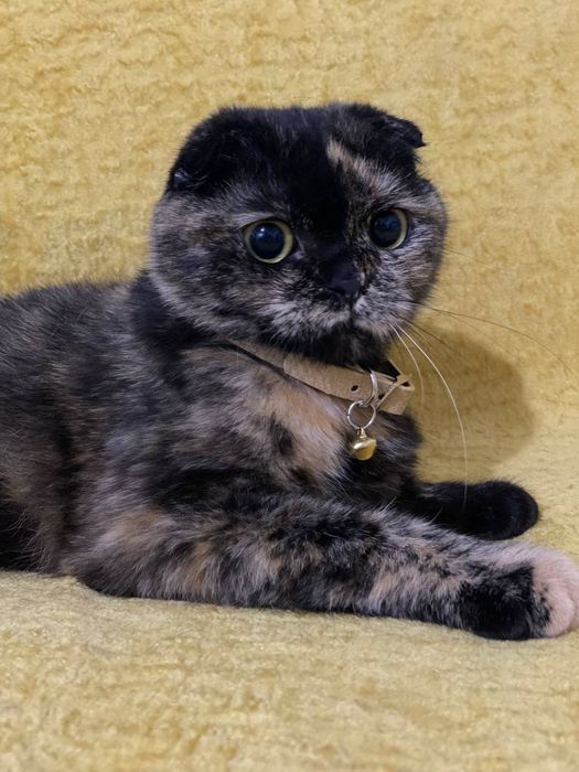 Сотилади, Продается