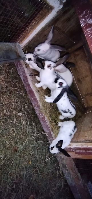 Iepuri de vanzare + Cușcă