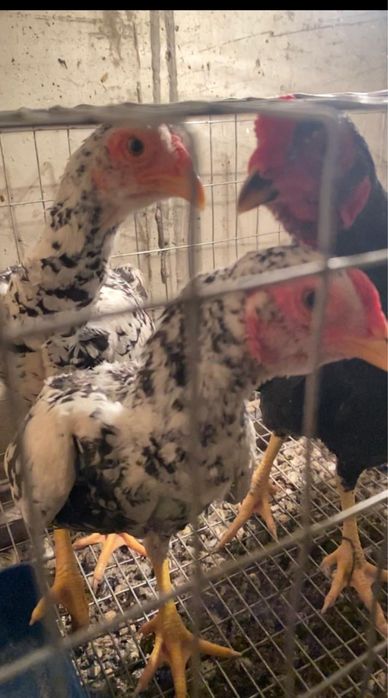 Ко Шамо, пепельный, мрамор