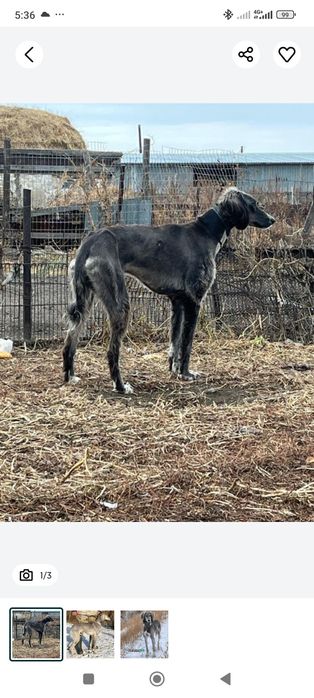 Кумай тазы! щенок!