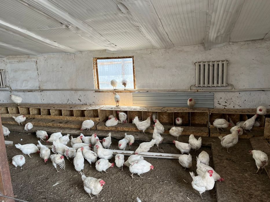 мини фабрика можно  как КХ