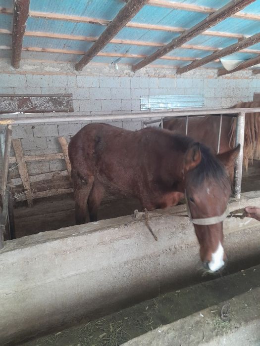 Тайлар сатылады.ст.Тулкибаста