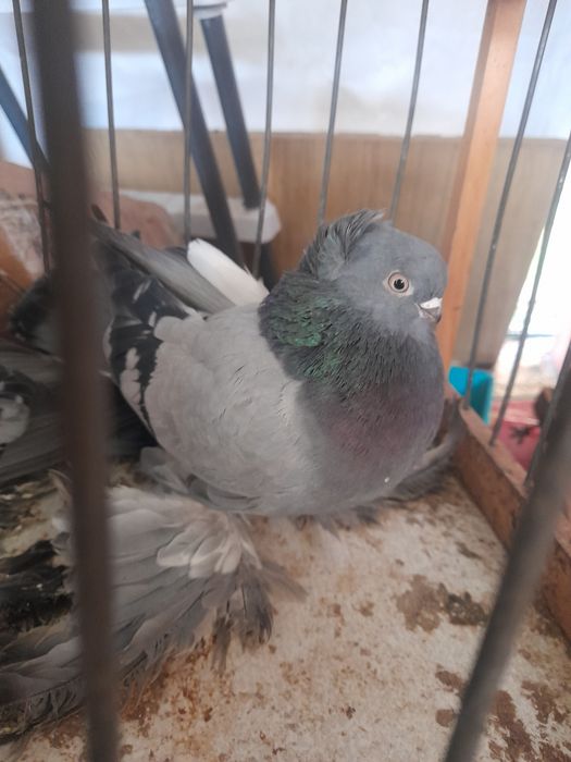 ГОЛУБИ сизые голубки