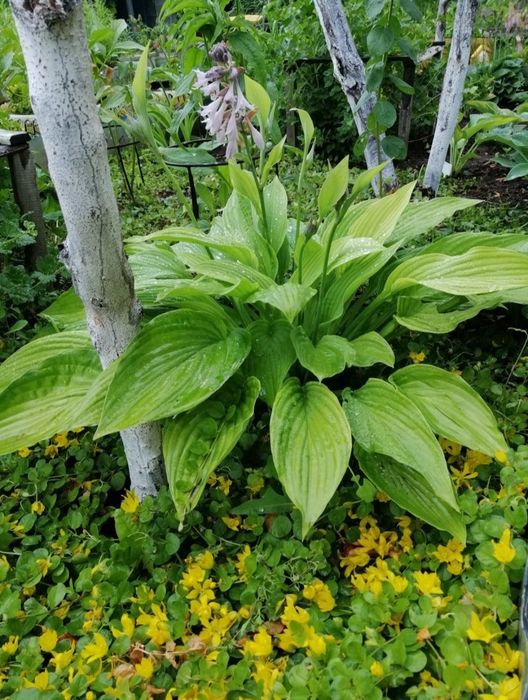 Хоста, вербейник монетчатый