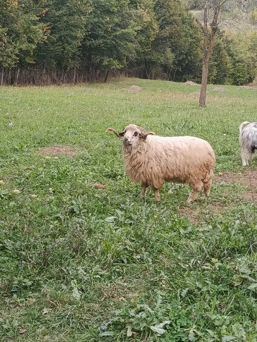 Berbec de prăsilă/ montă