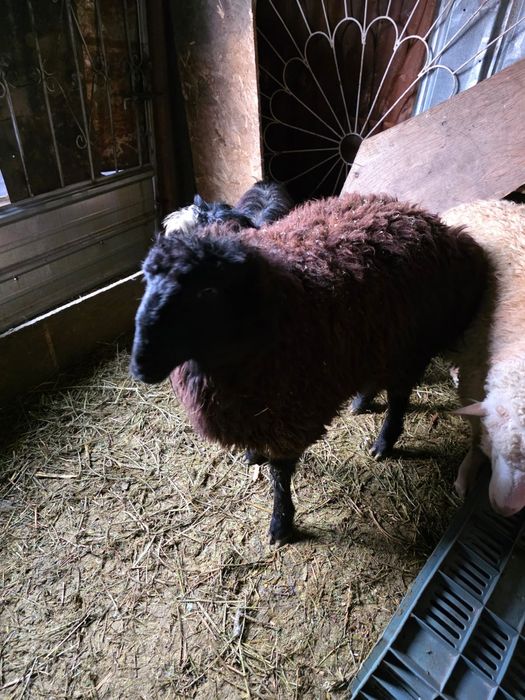 Барана и  козы от 25 до 85 тысяч