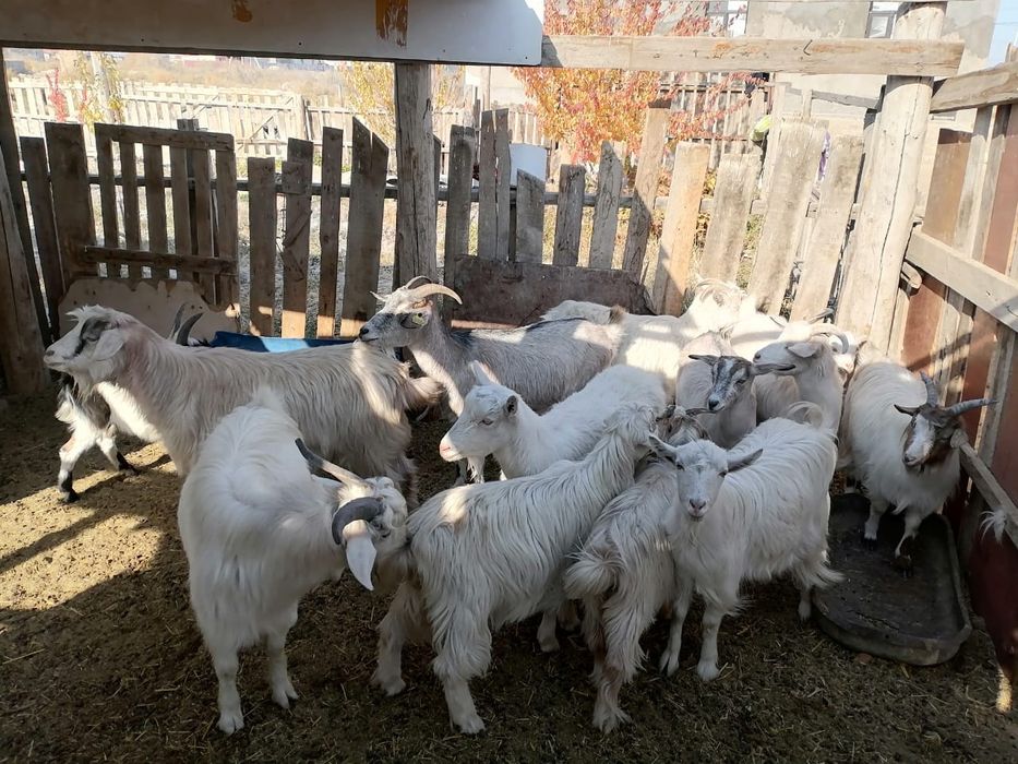 Ешки сатылады 11бас ургашы 2 бас теке