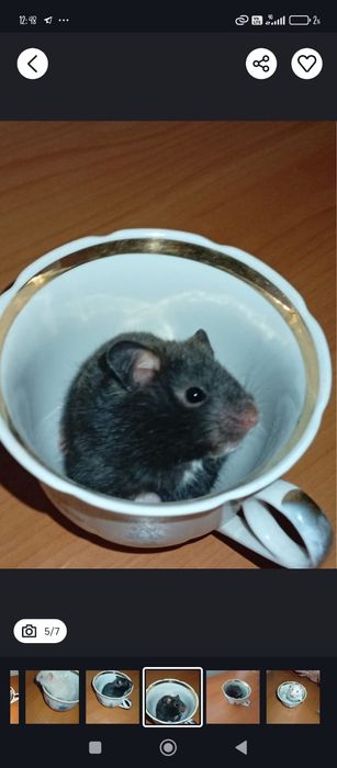 Хамеки животное .