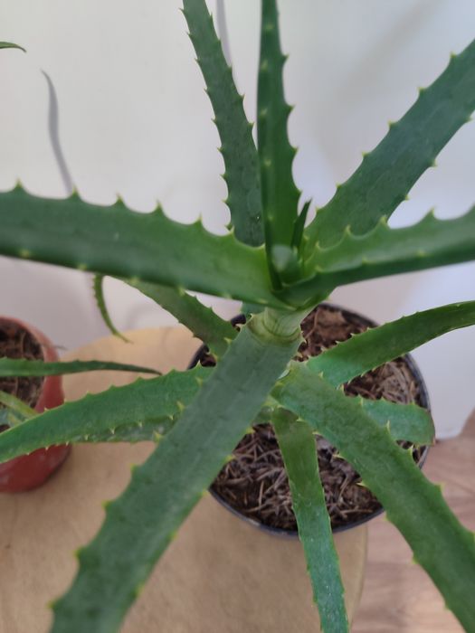 Алоэ -столетник,домашний доктор