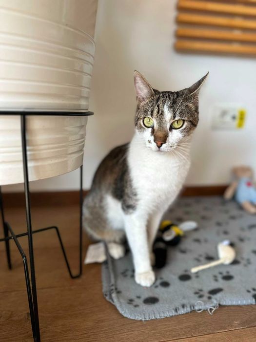 Adoptie pisoi Benito