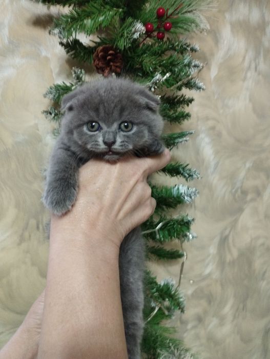 Продаются котята скотиш фолд и скотиш страйт
