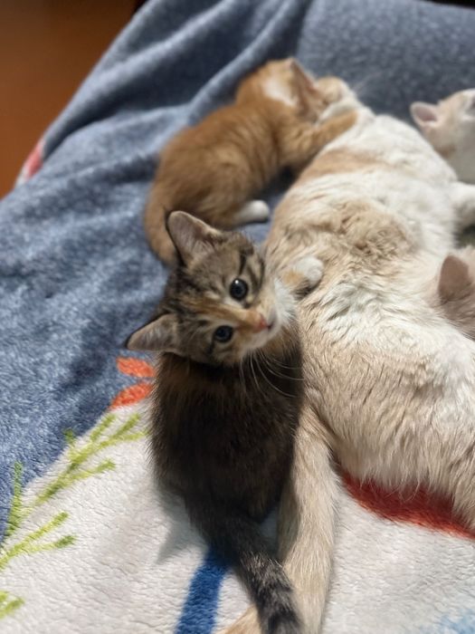 Отдам в добрые руки.