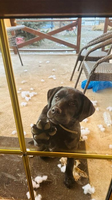 Отдаем щенков помесь лабрадора и ротвеллера