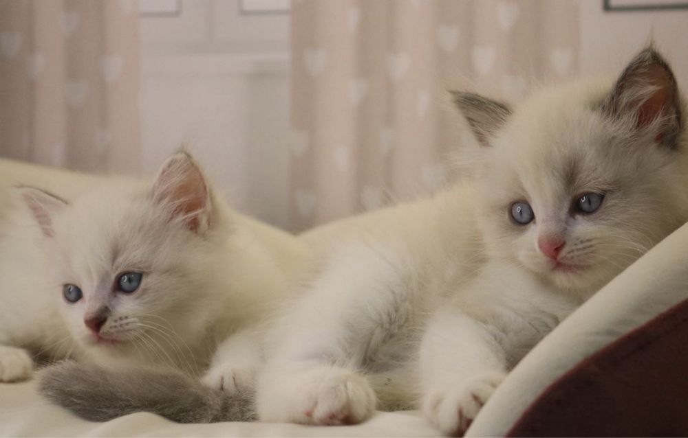 Мальчик Рэгдолл Ragdoll