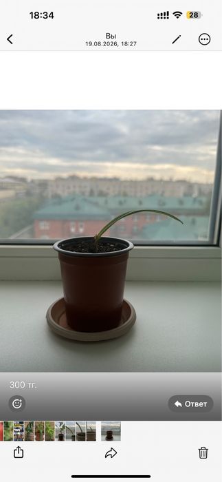 Продам комнатные цветы
