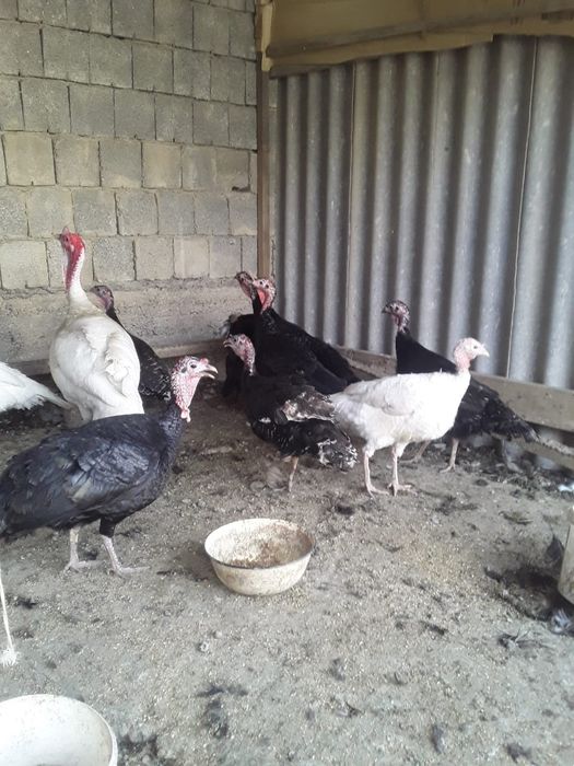 Үндік жұмыртқасы сатылады пол гибрид