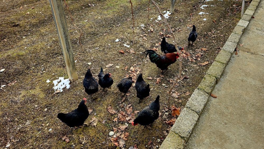 Yosh sogʻlom Qora tovuqlar