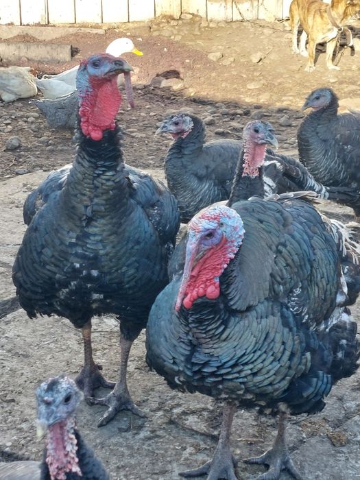 Curci și curcani de vânzare