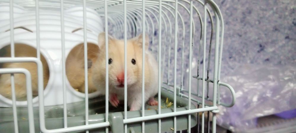 Продам сирийских хомяков