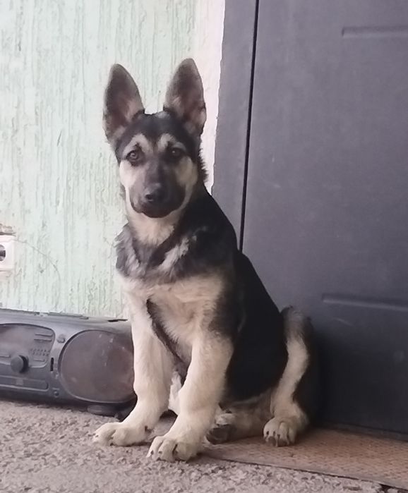 Щенок восточно-европейская овчарка. Кобель