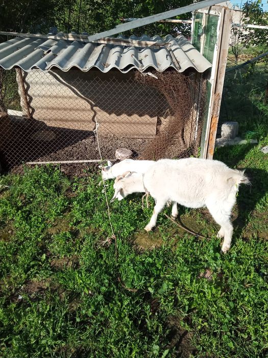 Ешки жане теке сатылады