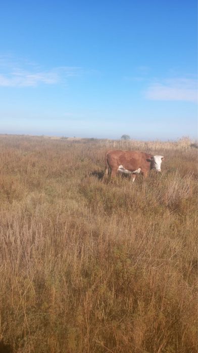 Карова жирная продаю